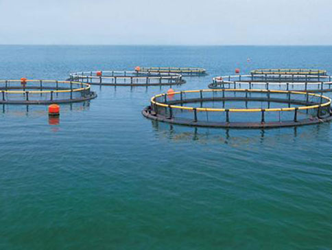 羅茨黑白丝国产水蜜桃增氧機在水產養殖中的運用