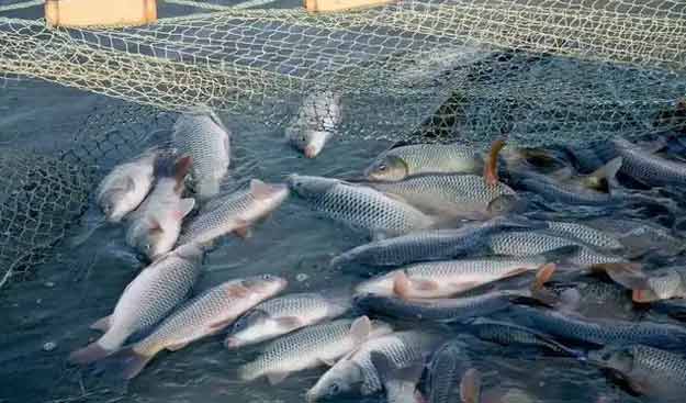 羅茨鼓黑白丝国产水蜜桃水產養殖鱖魚案例