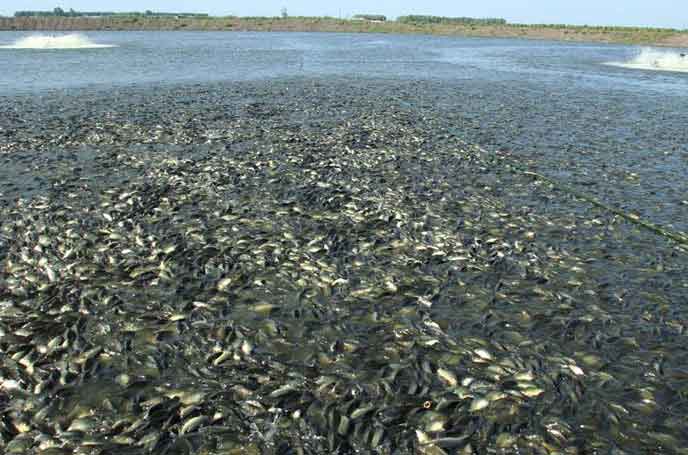 水產養殖羅茨黑白丝国产水蜜桃 水產養殖羅茨黑白丝国产水蜜桃